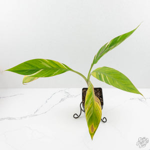 Musa sp. variegated (wk15-UJ)