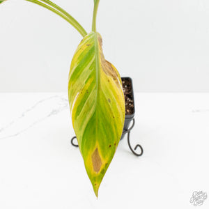 Musa sp. variegated (wk15-UJ)