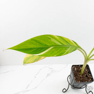 Musa sp. variegated (wk15-UJ)