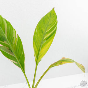 Musa sp. variegated (wk15-UJ)