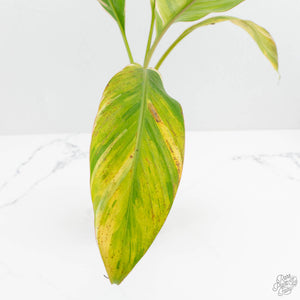 Musa sp. variegated (wk15-UJ)