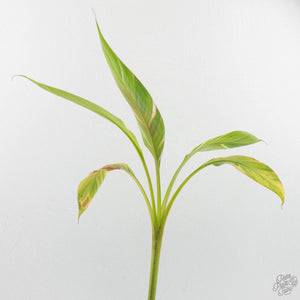 Musa sp. variegated (wk15-UJ)