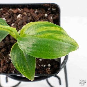 Musa sp. Aurea Variegated (wk26-B)