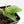 Musa sp. Aurea Variegated (wk26-B)