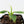 Musa sp. Aurea Variegated (wk26-B)