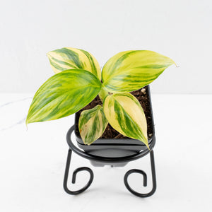 Musa sp. Aurea Variegated (wk34-L64)