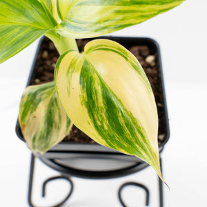 Musa sp. Aurea Variegated (wk34-L64)