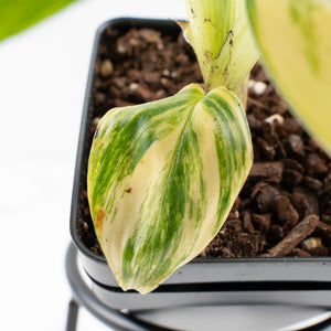 Musa sp. Aurea Variegated (wk34-L64)