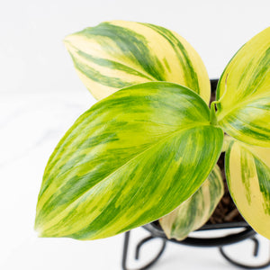 Musa sp. Aurea Variegated (wk34-L64)