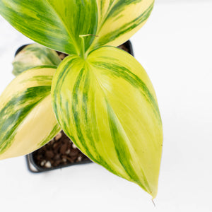 Musa sp. Aurea Variegated (wk34-L64)