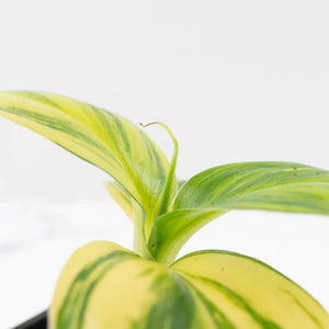 Musa sp. Aurea Variegated (wk34-L64)