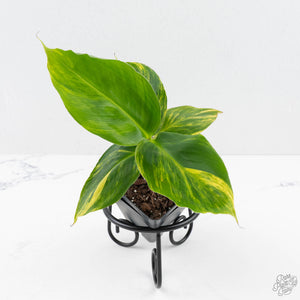 Musa sp. Aurea Variegated (wk27-G)
