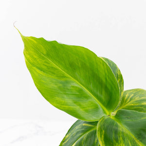 Musa sp. Aurea Variegated (wk27-G)