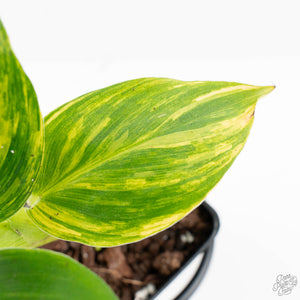 Musa sp. Aurea Variegated (wk27-G)