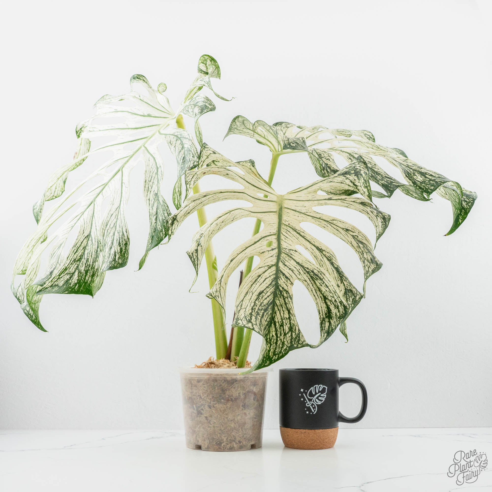monster monstera plant Monstera deliciosa 'Devil Monster' (wk22-UA)