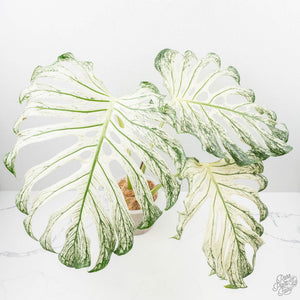 Monstera deliciosa 'Devil Monster' (wk22-UA)