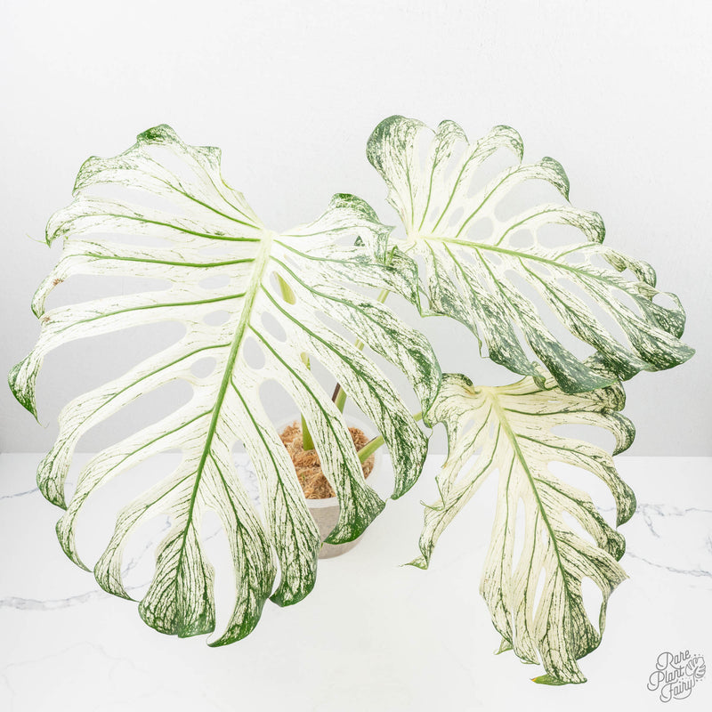 Monstera deliciosa 'Devil Monster' (wk22-UA)