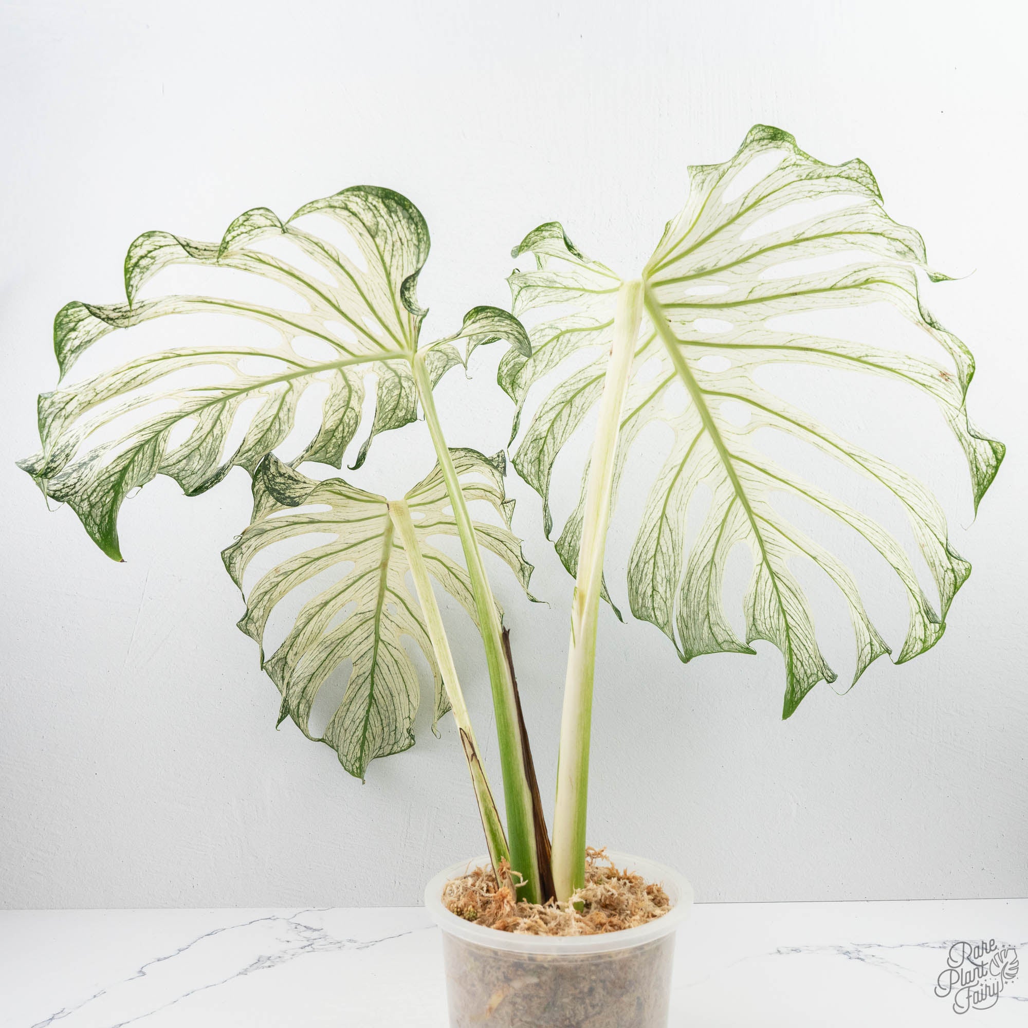 monstera deliciosa expensive Monstera deliciosa 'Devil Monster' (wk22-UA)
