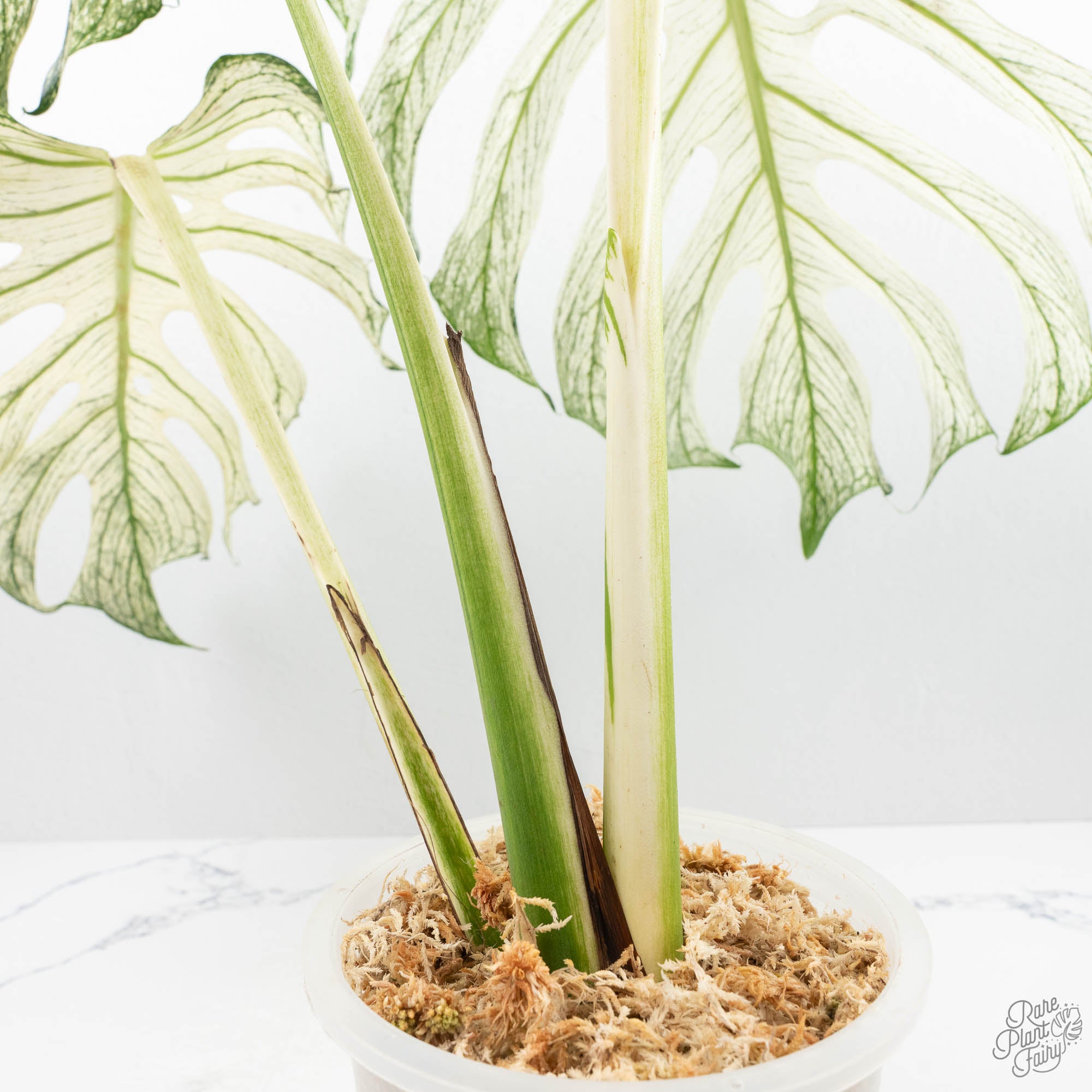 monster indoor plant Monstera deliciosa 'Devil Monster' (wk22-UA)