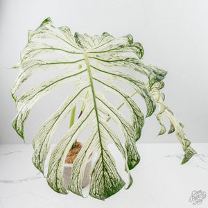 Monstera deliciosa 'Devil Monster' (wk22-UA)