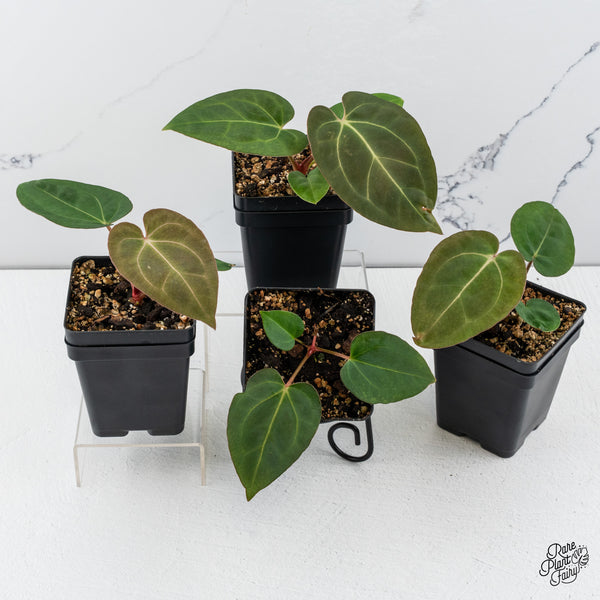 Anthurium NSE Red Crystal x (Carlablackiae x Papillilaminum) *Grower’s Choice*