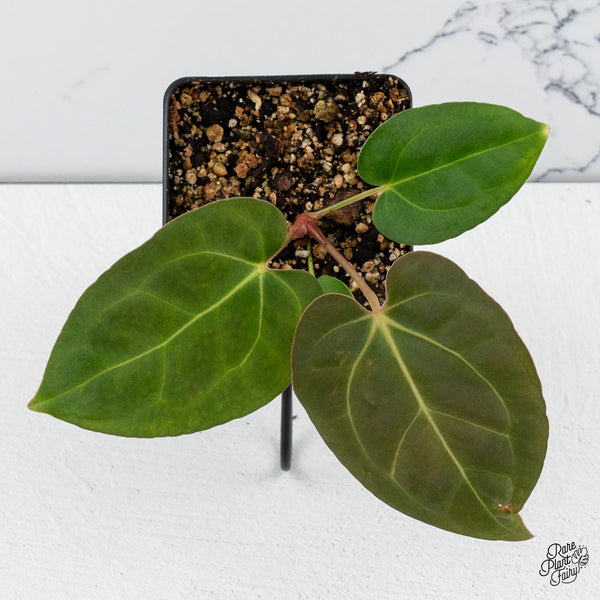 Anthurium NSE Red Crystal x (Carlablackiae x Papillilaminum) *Grower’s Choice*