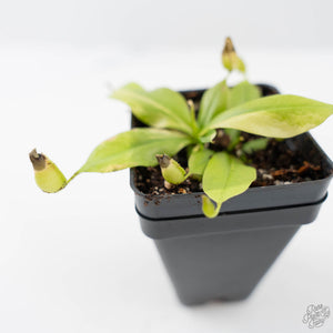 Nepenthes x St Gaya Variegated (wk44-L415)