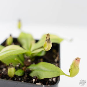 Nepenthes x St Gaya Variegated (wk44-L415)