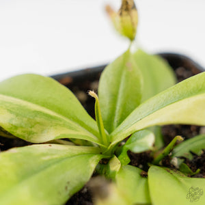 Nepenthes x St Gaya Variegated (wk44-L415)