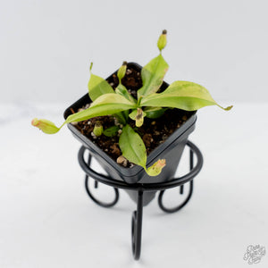 Nepenthes x St Gaya Variegated (wk44-L415)