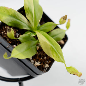Nepenthes x St Gaya Variegated (wk44-L415)