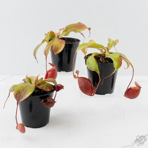 Nepenthes mirabilis var. globosa x ampullaria (Tropical Pitcher Plant)
