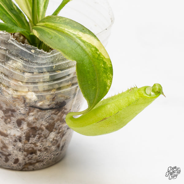 Nepenthes Mirabilis Variegated (wk51-I)