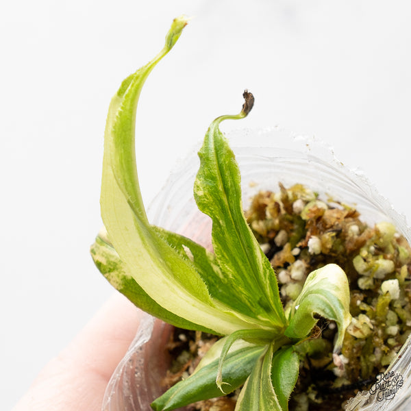 Nepenthes Mirabilis Variegated (wk51-I)