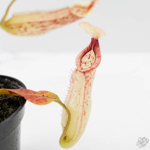 Nepenthes x dyeriana (Tropical Pitcher Plant)