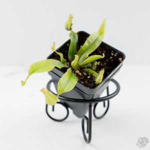 Nepenthes x hookeriana (Tropical Pitcher Plant)