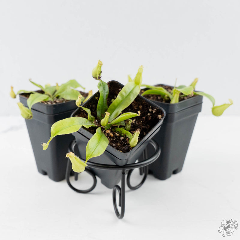 Nepenthes x hookeriana (Tropical Pitcher Plant)