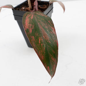Philodendron 'Princess of Fire' (wk39-L173)