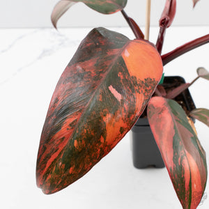 Philodendron 'Princess of Fire' (wk39-L173)