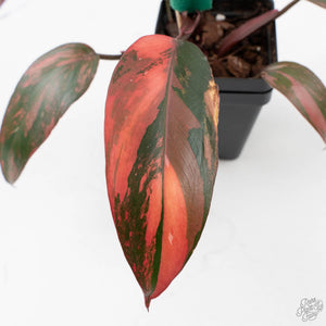 Philodendron 'Princess of Fire' (wk39-L173)