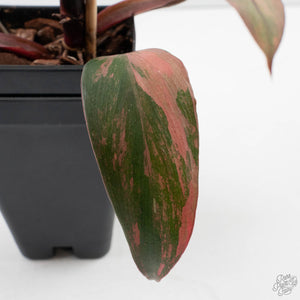 Philodendron 'Princess of Fire' (wk39-L173)