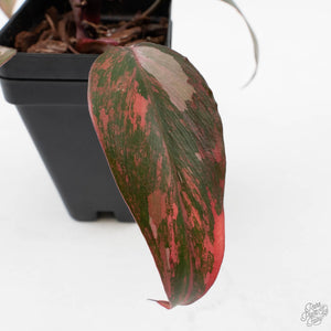 Philodendron 'Princess of Fire' (wk39-L173)