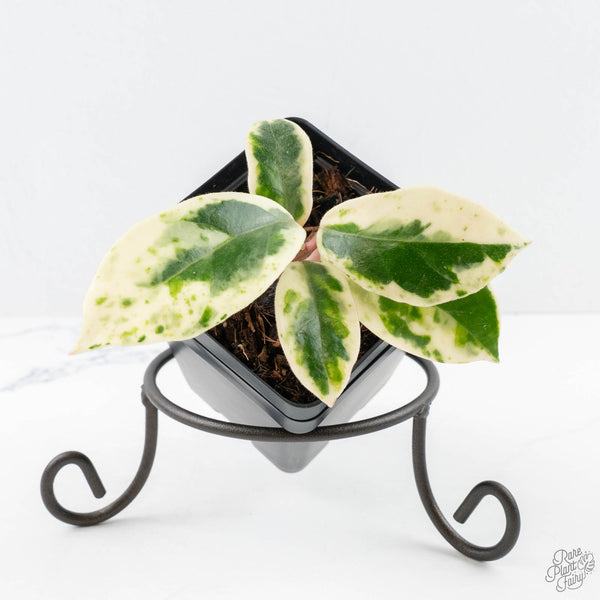 更*紗様 Hoya carnosa ' Madara  angel'　カ Hoya Carnosa 'Madara' (aka 'Snow Angel') (wk24-UE) – Rare Plant Fairy