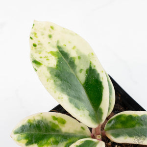 Hoya Carnosa 'Madara' (aka 'Snow Angel') (wk24-UE)