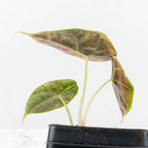 Alocasia 'Azlanii' Aurea Variegated (wk19-F)