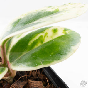 Hoya Carnosa 'Madara' (aka 'Snow Angel') (wk24-UE)