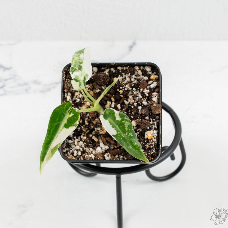 Alocasia 'Bambino' Albo variegated *Grower's Choice*