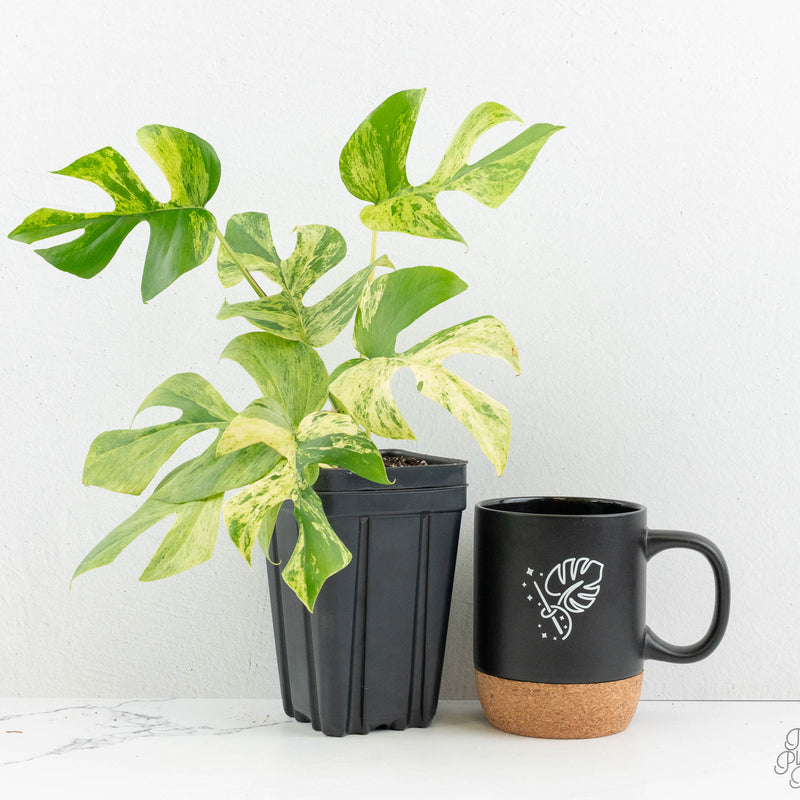 Rhaphidophora tetrasperma 'Migma' *Grower's Choice*