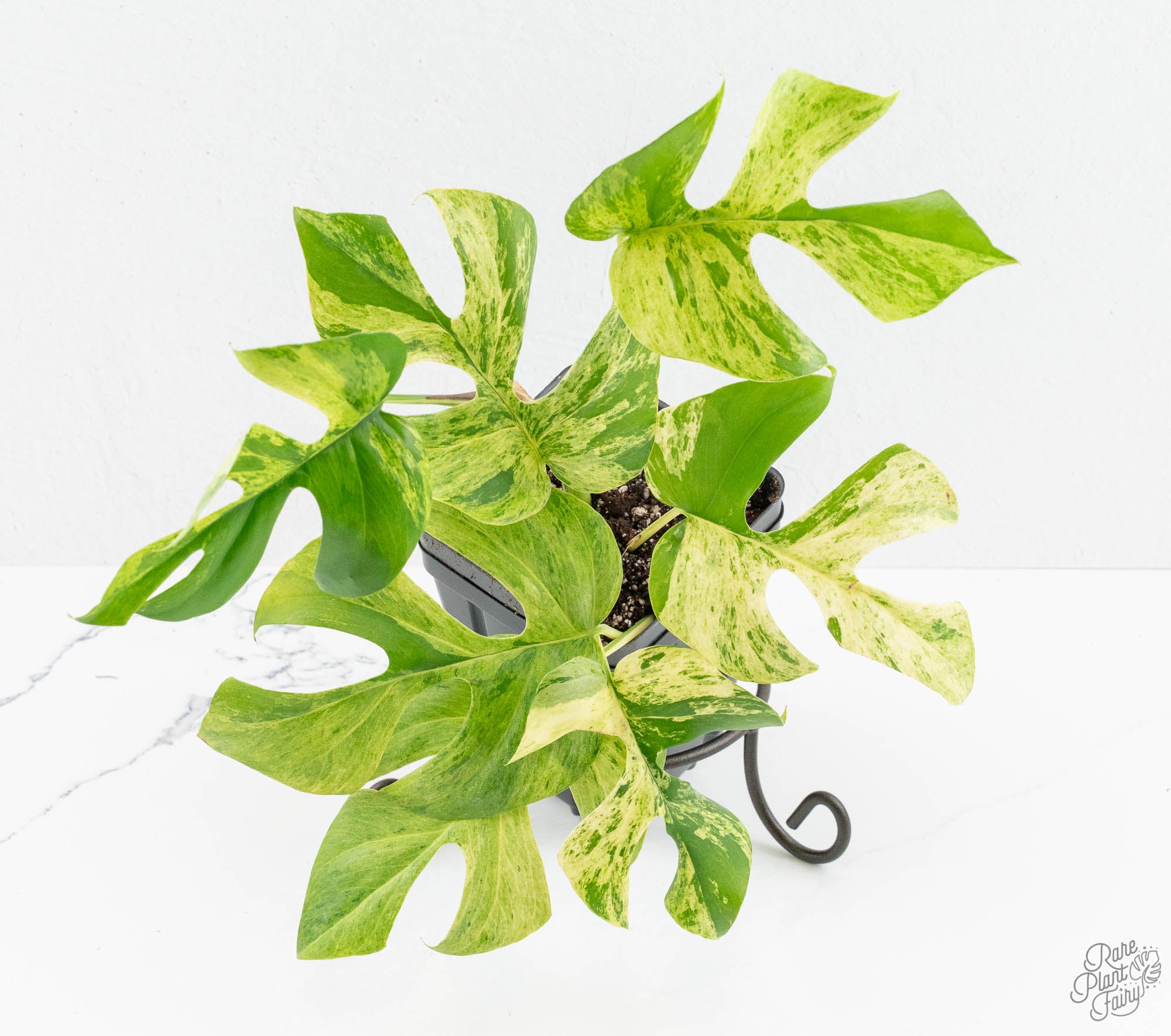 超希少Rhaphidophora Tetrasperma Migma 142.jpg