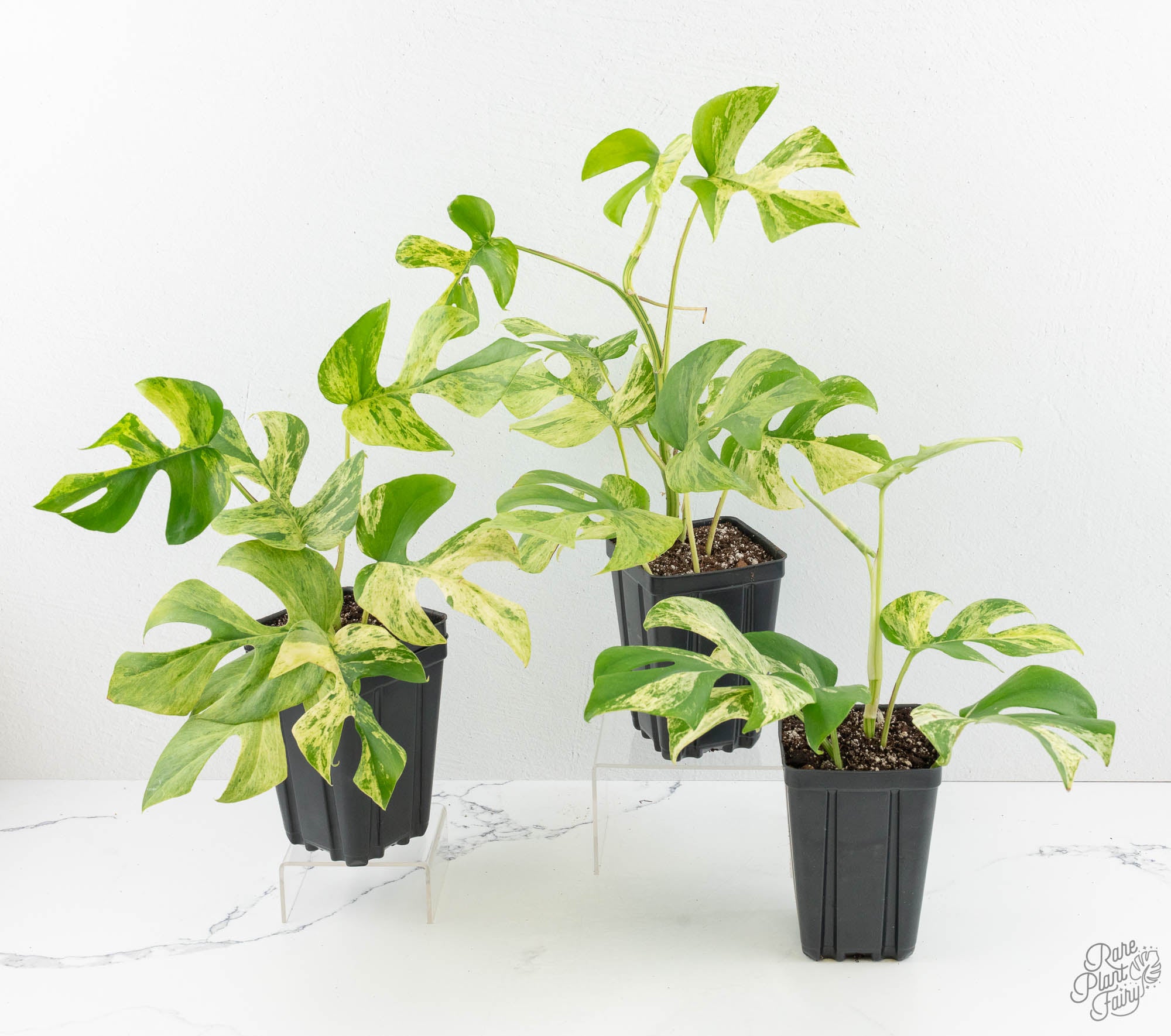 Rhaphidophora tetrasperma 'Migma' *Grower's Choice* – Rare Plant Fairy